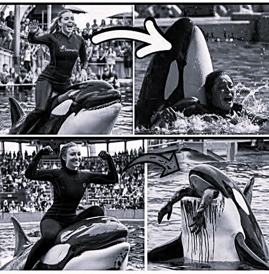 😱 The HORRIFYING Final Moments of Orca Trainer Jessica Radcliffe – Caught on Video 🎥🐋💔