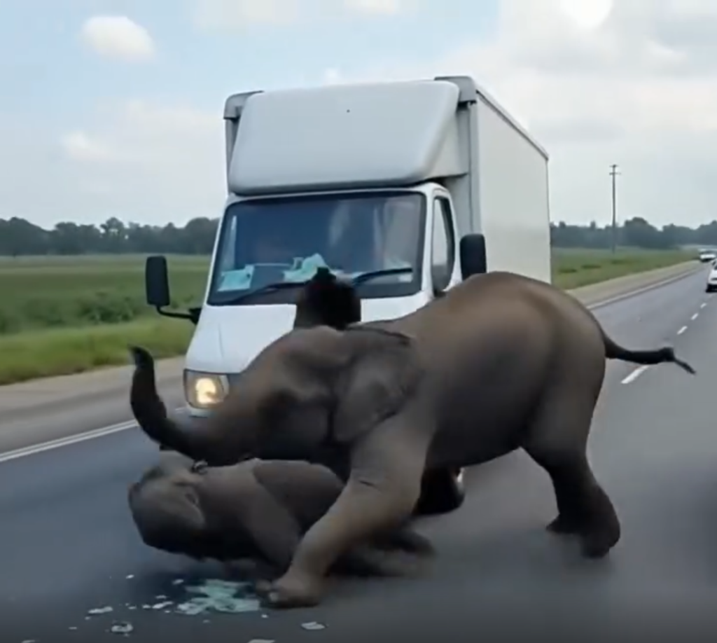 🚨 Driver Hits Baby Elephant — What the Mother Did Next Shocked the World 🐘💔