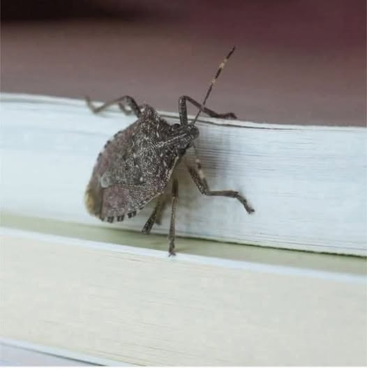 🚨 If You Notice THIS Insect In Your Home, Don’t Ignore It! 🪲😱