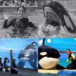 🛑 🚨BREAKING NEWS: THE REVENGE OF THE K!LLER WHALE THAT K!LLED 3 – Chilling Photo Exposes Captive Orca’s Dark Truth 🛑