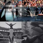 🐋 Killer Whale Trainer Jessica Radcliffe’s Tragic Last Swim — The Untold Story