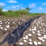 📰 😱 Farmer Finds Hundreds of Strange Eggs in His Field — When They Hatch, He Breaks Down in Tears 😭🐣