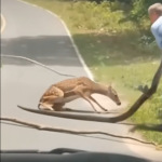 🦌 Deer Nearly Killed by Giant Snake Until Brave Stranger Steps In – What Happened Next Will Shock You! 🐍💥