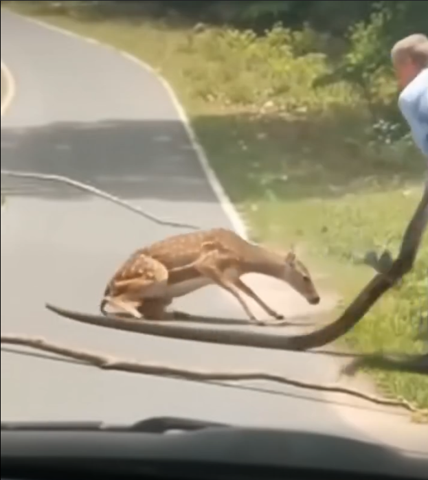 🦌 Deer Nearly Killed by Giant Snake Until Brave Stranger Steps In – What Happened Next Will Shock You! 🐍💥