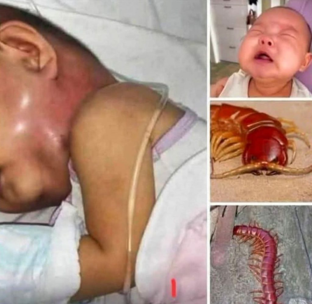 🕷️🚫 Never EVER Kill a House Centipede Again — Here’s Why! 😱🏠