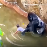 🦍💔 Experts Reveal the Shocking Truth About Harambe’s Final Moments at Cincinnati Zoo 😱🎥