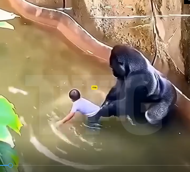 🦍💔 Experts Reveal the Shocking Truth About Harambe’s Final Moments at Cincinnati Zoo 😱🎥