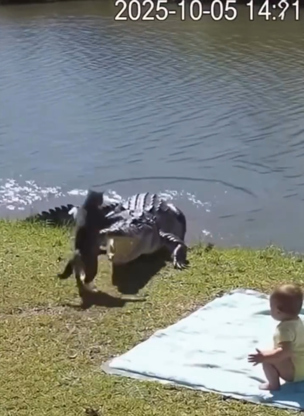 🐾 HERO CAT SAVES THE DAY! 😱💥 You Won’t Believe What This Brave Kitty Did…